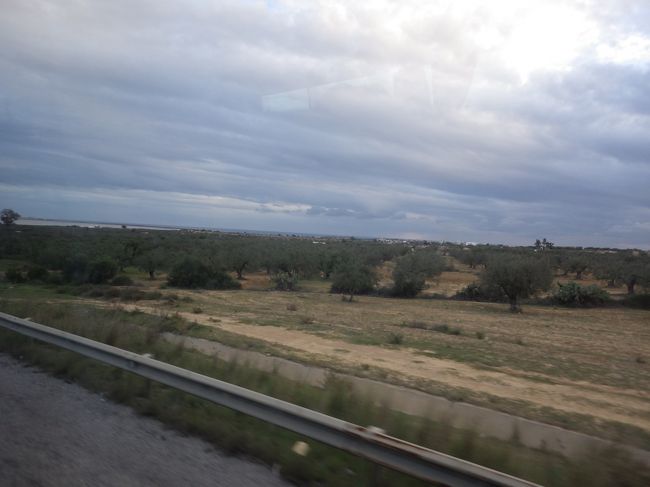 広がるオリーブ畑<br />でも道路近くはペットボトル、ゴミがいっぱい。