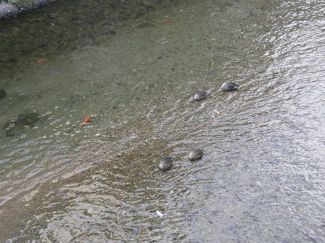 宮川にカモと鯉が共存。