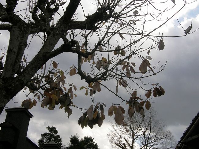 上を見上げると　やはりホウの木でした。