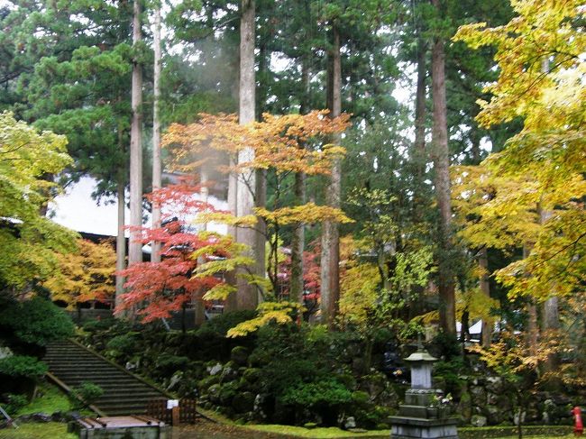 杉の大木の間で紅葉が進みます。