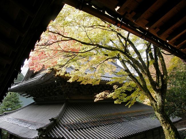 黄葉が映えます