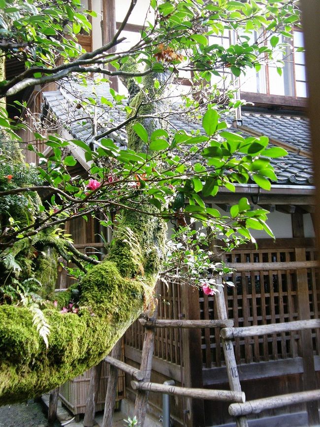 冬支度<br /><br />ツバキが印象的。