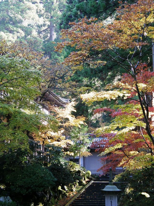 気まぐれな雨の合間の日差しが紅葉を照らします。