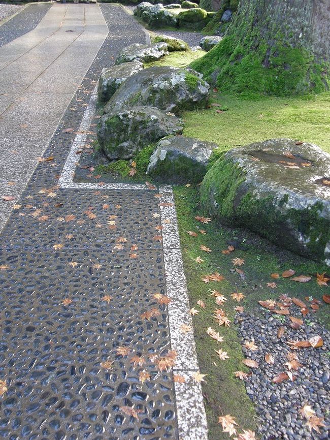 苔と落ち葉に魅力を感じ・・・。