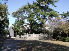 平塚の塚にやってきました。「江戸時代の天保１１年、桓武天皇の三代孫、高見王の娘、政子が、旅の途中にこの地でなくなられた。棺はここに埋葬されて、墓として塚が築かれた。その塚の上が平だったため平塚と呼んだ。これが平塚の地名の起こりとなりました。」（平塚市）