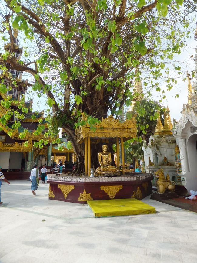 シュウェダゴンには菩提樹(Bodhi Tree)が5本あって、1926年にインドのブッダ・ガヤから持ち込んで植えられたそうです。