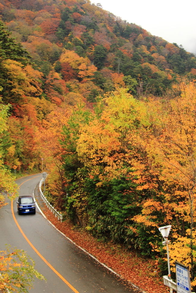 紅葉真っ盛り 雨の面河渓 石鎚スカイライン 面河渓周辺 愛媛県 の旅行記 ブログ By Kittyさん フォートラベル