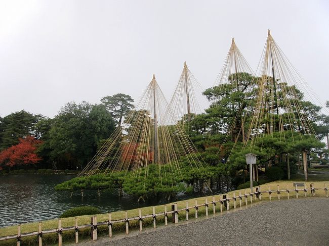 唐崎松<br /><br />11月1日に雪吊り作業を始めるそうです。