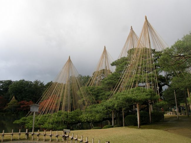 唐崎松・・<br /><br />　北陸に冬の訪れを告げる風物詩となっている。