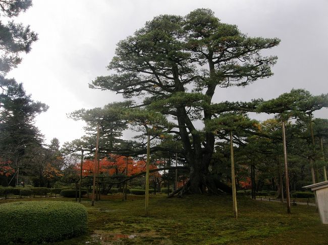 根上松・根が地面より浮いて見える。
