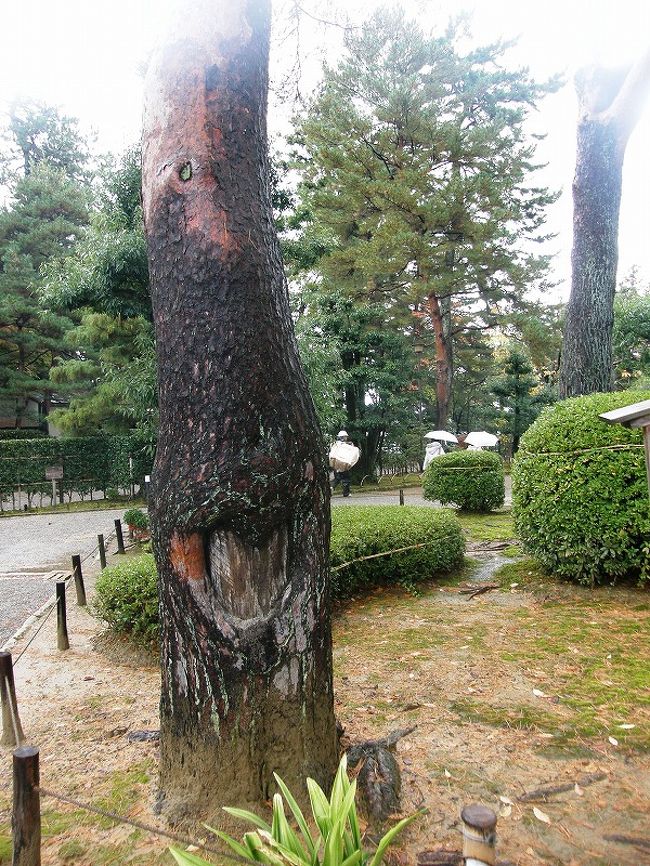 松の傷・この傷は戦争中に政府の指示で軍用機の燃料として松脂を採取した後だそうです。