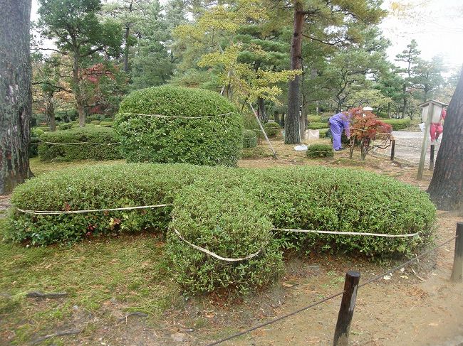 低木もこのように・・。