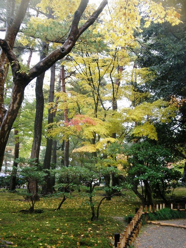 黄葉が美しい常盤ヶ丘。