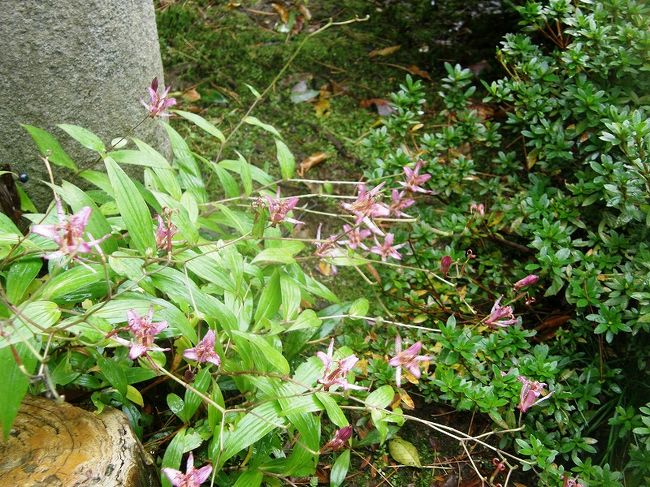 花の少ない中「ホトトギス」が・・。