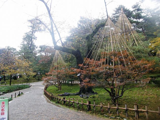 ツツジなどにも雪吊りが・・。