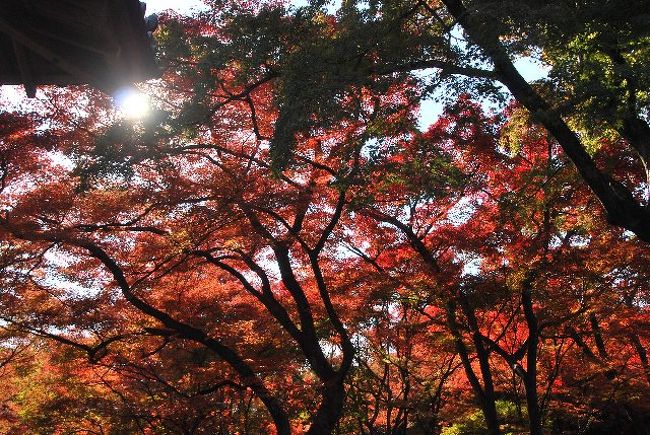 太陽に透ける紅葉。