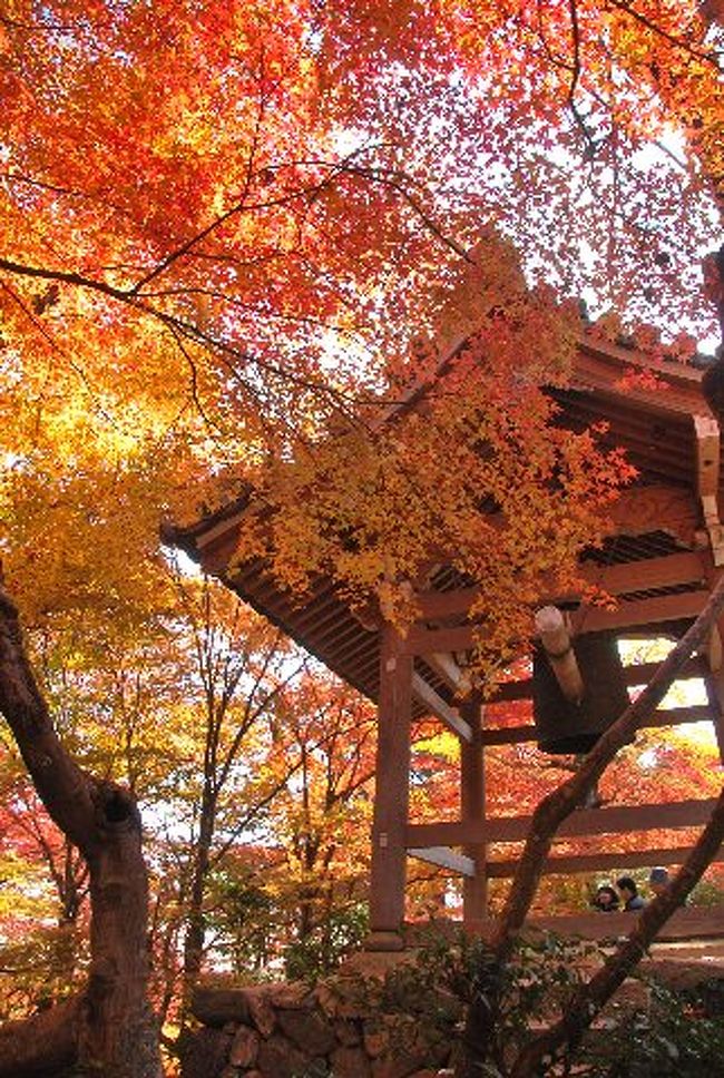 その周囲の紅葉がさらに色づいて素敵でした。