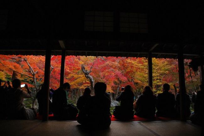 残念ながら今週は人も多く。<br />ゆったり眺めることは難しかった・・・。