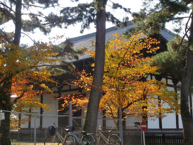 東金堂を裏から見たところ。