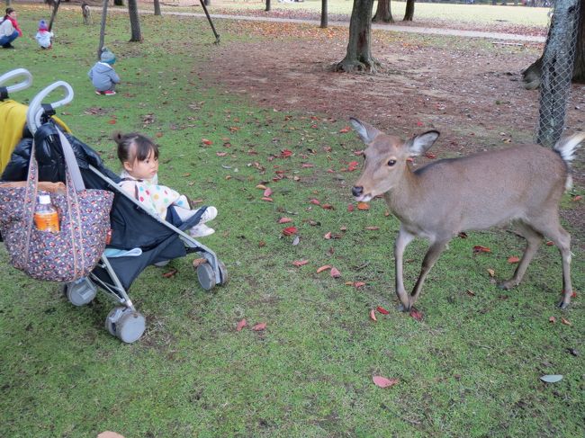 さあ、奈良公園に行きましょう。<br />もっともっと鹿がたくさんいるよ〜<br />と思ったら、あれ？あんまりいない。<br /><br />