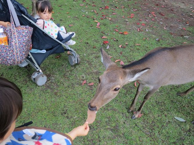 自由に歩き回ってるから、そのときによって偏りがあるみたい。<br />とりあえず鹿せんべいをあげてみます。<br />恐る恐る・・・<br />最後はノリノリの子供たちー＾＾。<br />