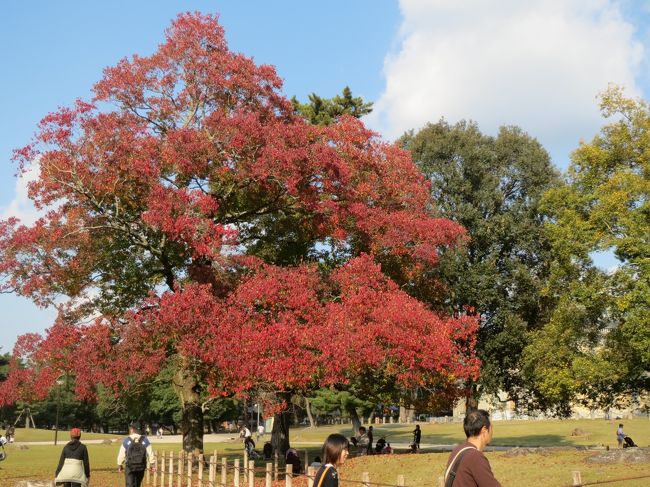 ここには真っ赤なもみじが。<br /><br />