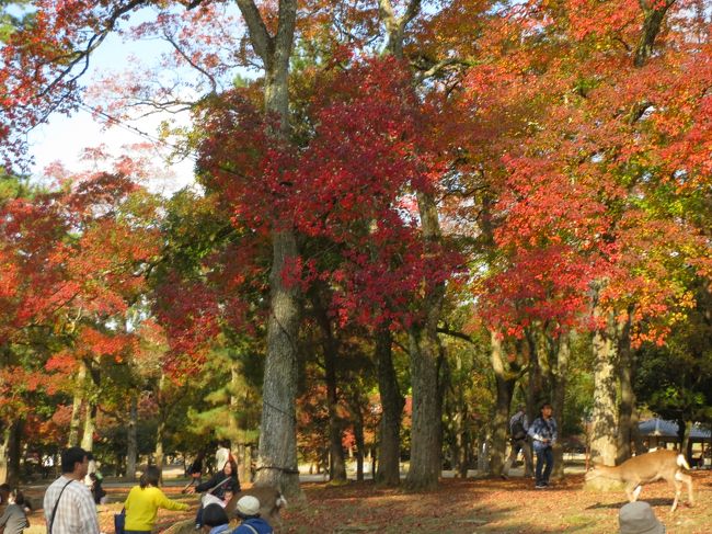 陽射しが差し込むと、紅葉って綺麗ですよね。