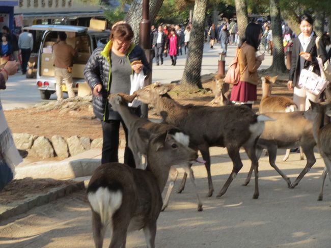 おっとこの参道には鹿が群がってます。<br />娘ドン引き。<br /><br />