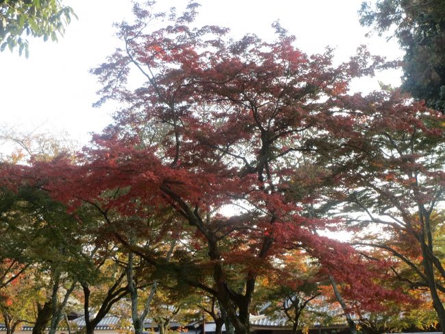 私の技がいまいちかと思いますが・・・<br />今回、買い換えたデジカメ、CANONのIXY3　とってもお安い＆コンパクトなのが決め<br />手。<br />どうせぶつけたりぬらしたりしても惜しくないお値段。<br />ポケットにすぐにしまえればぶつけたりたりぬらしたりする可能性も少なくなるの<br />で・・・<br />防水・防塵加工のものも迷いましたが、ちょっとゴツくて持ち歩きにくい感じがした<br />ので。<br /><br />