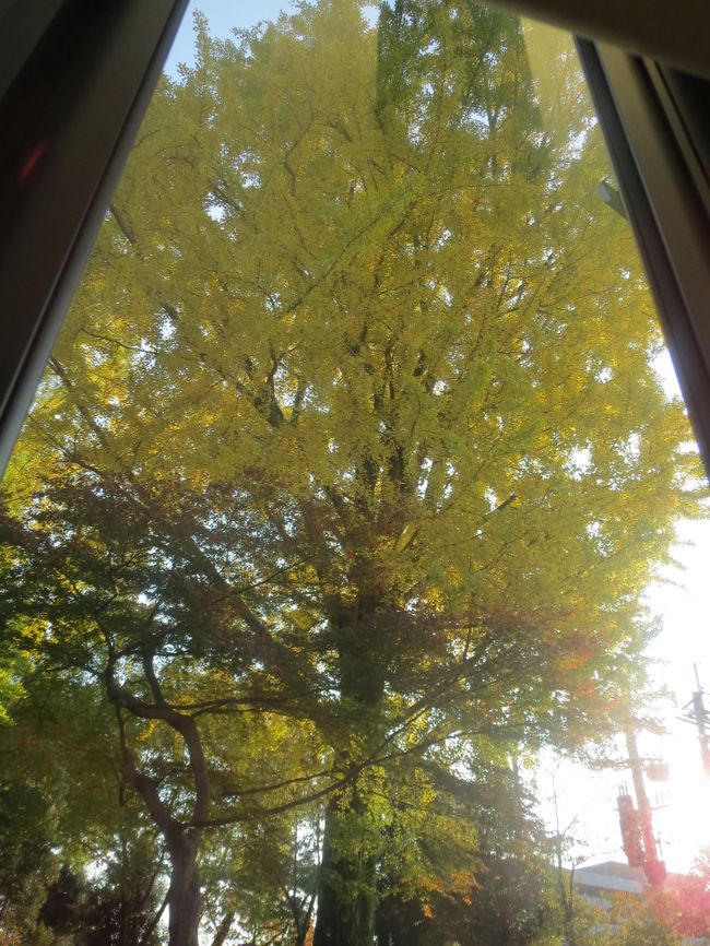 目の前のいちょうの木は、昨年のほうが金のじゅうたんに、ハラハラと葉が散り落ち<br />ていたので、見頃だったかな。<br /><br />