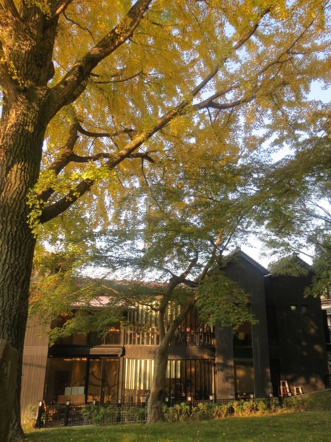 昨年は金のじゅうたんでした。<br />2週間ほどはやかったので、まだ散ってません。<br />昨年散り終えていた浮見堂のあたりも綺麗だったかもしれませんね〜<br />ちょっとルートから外れたのでいけなかったんで、残念でした。。