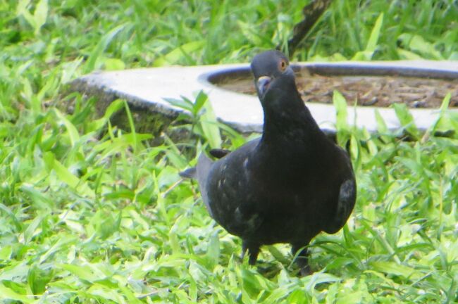大砲の筒先が顔を覗かせた、コーンウォリス要塞のコーナー部分の光景です。年代を感じさせる石垣とともに、中々迫力がありました。平面図で見ますと、要塞の四隅が、槍の穂先のように突き出ていました。(同上)