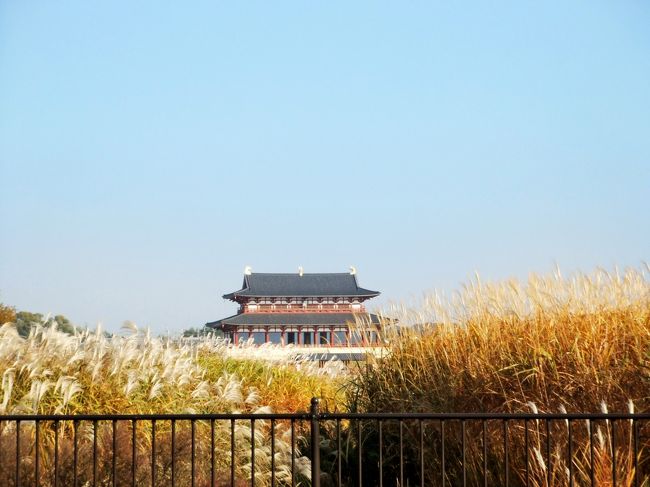 風にそよぐ“すすき”と大極殿