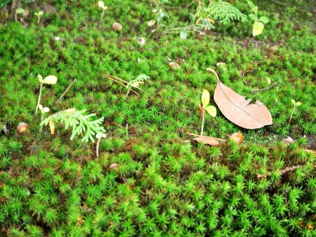 苔が美しい(´▽｀*)ﾉ<br /><br />どんぐりさん見っけ！<br /><br />可愛い双葉が頑張ってる！