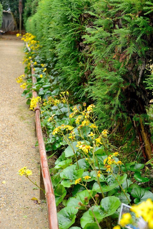 石蕗の花がキレイ(´▽｀*)