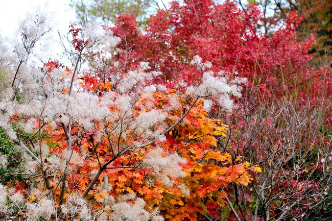 白い羽毛のようなのは、<br />「スモークツリー」だそうです。<br />名札が付いていました。<br /><br />ふ〜〜ん<br />初めて見た〜