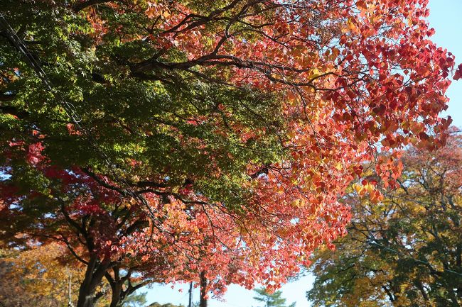 采女神社そばから。紅葉はまだまだ。