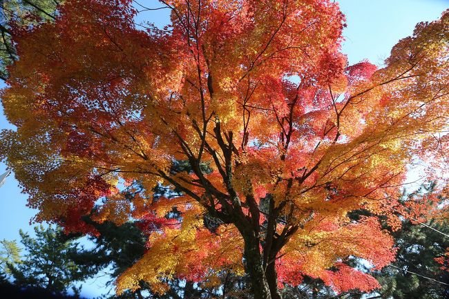 興福寺の紅葉はこんなもんでした。次に期待。