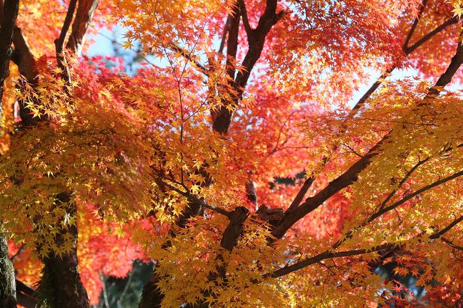 奈良公園は、見どころ多かったです。
