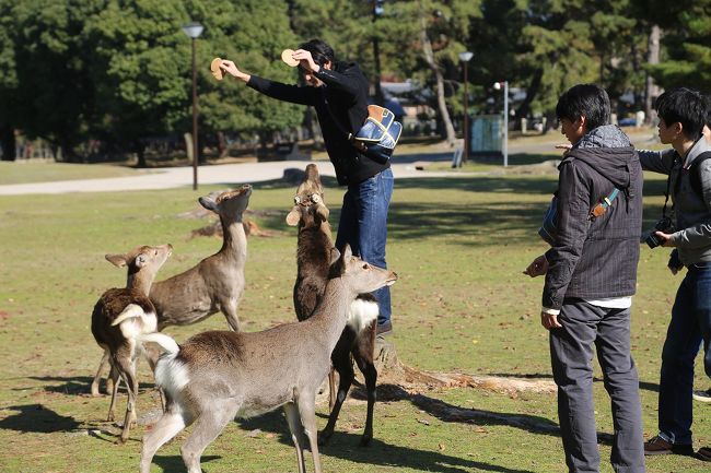 はい、鹿に注目。