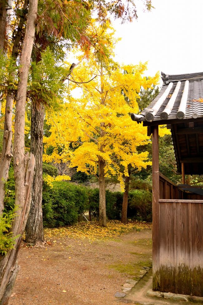 銀杏の木もキレイ(´▽｀*)