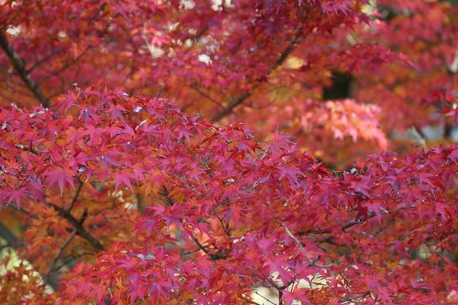 錦秋の紅葉