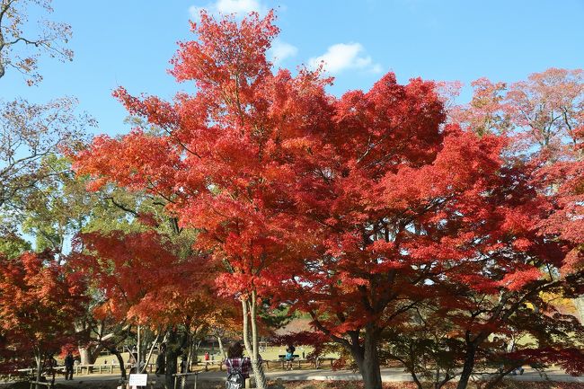 再び奈良公園へ。