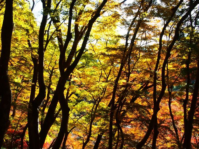 まだ少し早いところもありますが美しい。