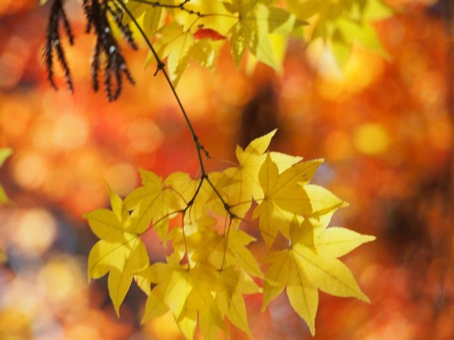 この木が本当に美しかった。