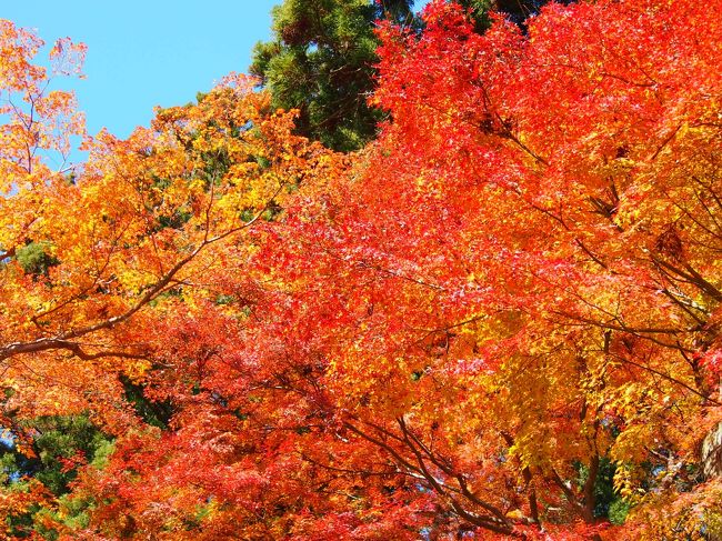 赤に黄色にオレンジ。<br />様々な色が折重なってこの景色をつくりあげています。
