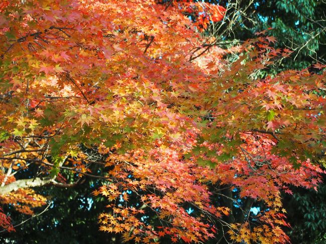 こちらもいい感じに色づいてます。