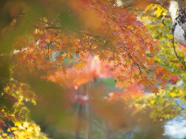 緑が混じった色づき始めが好きです。