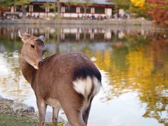 紅葉と鹿さん。