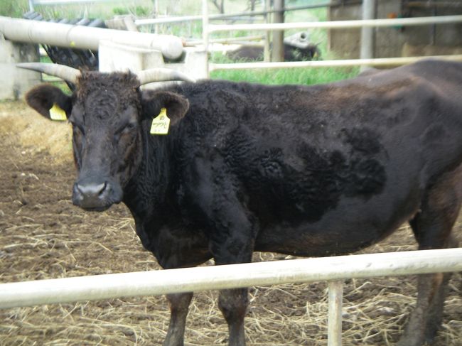 興味を示すただ１頭。